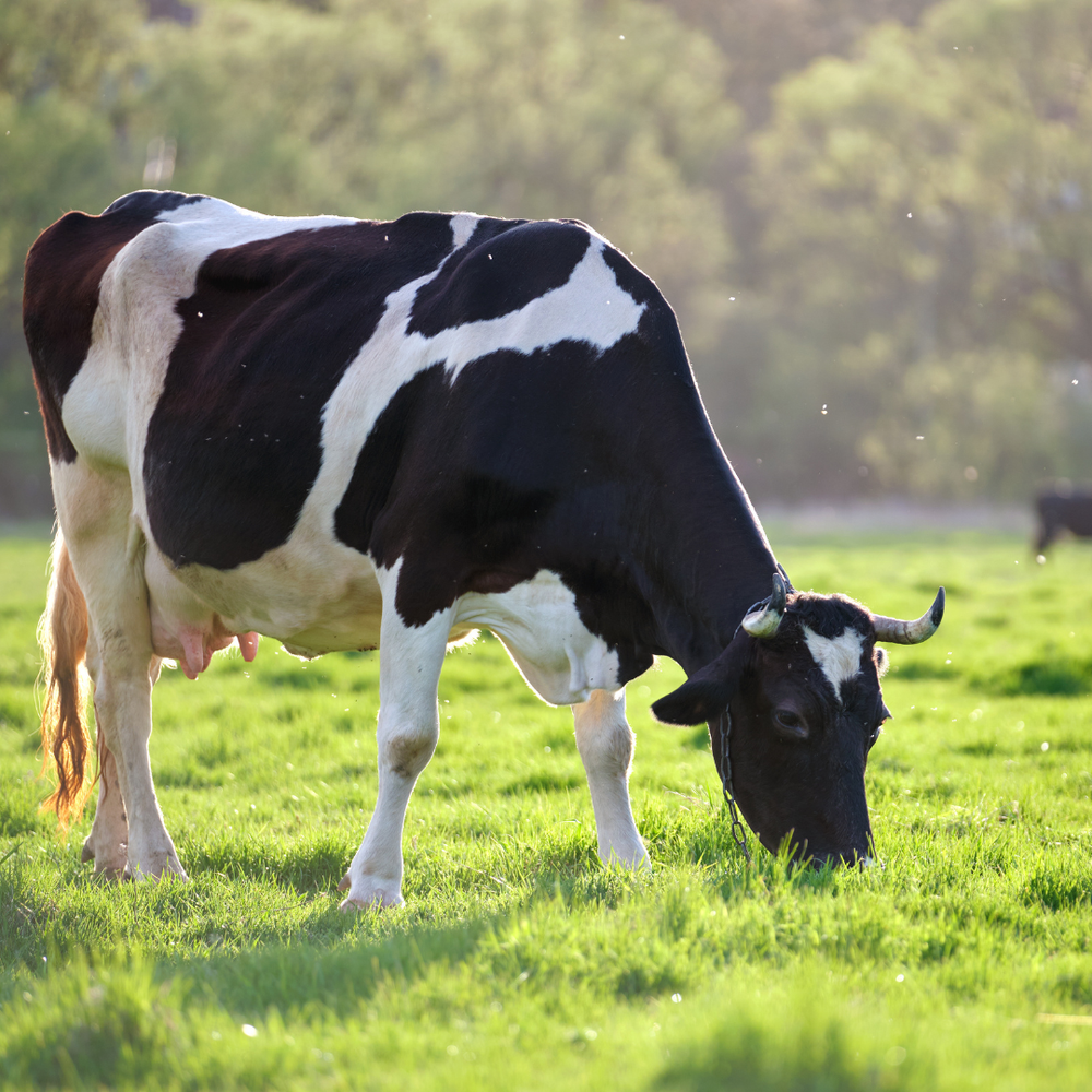 Grass-Fed VS Grain-Fed: What's Really On Your Plate?