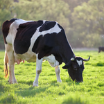 Grass-Fed VS Grain-Fed: What's Really On Your Plate?