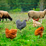 Why are hormones used in animal rearing?