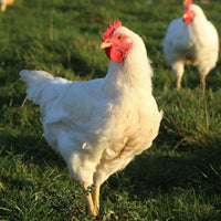 Halal Whole Hubbard Chicken (Pasture Raised)