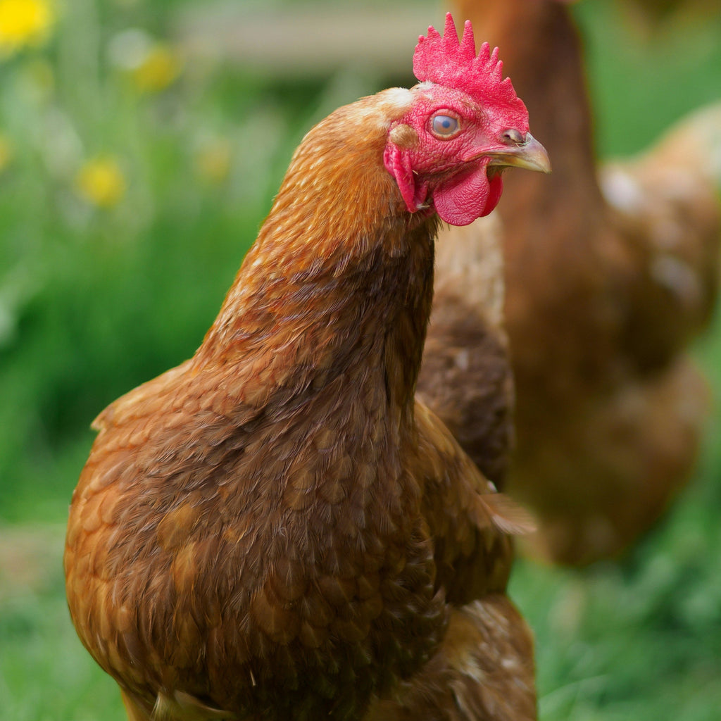 Two chickens walking on grass with a blurred background