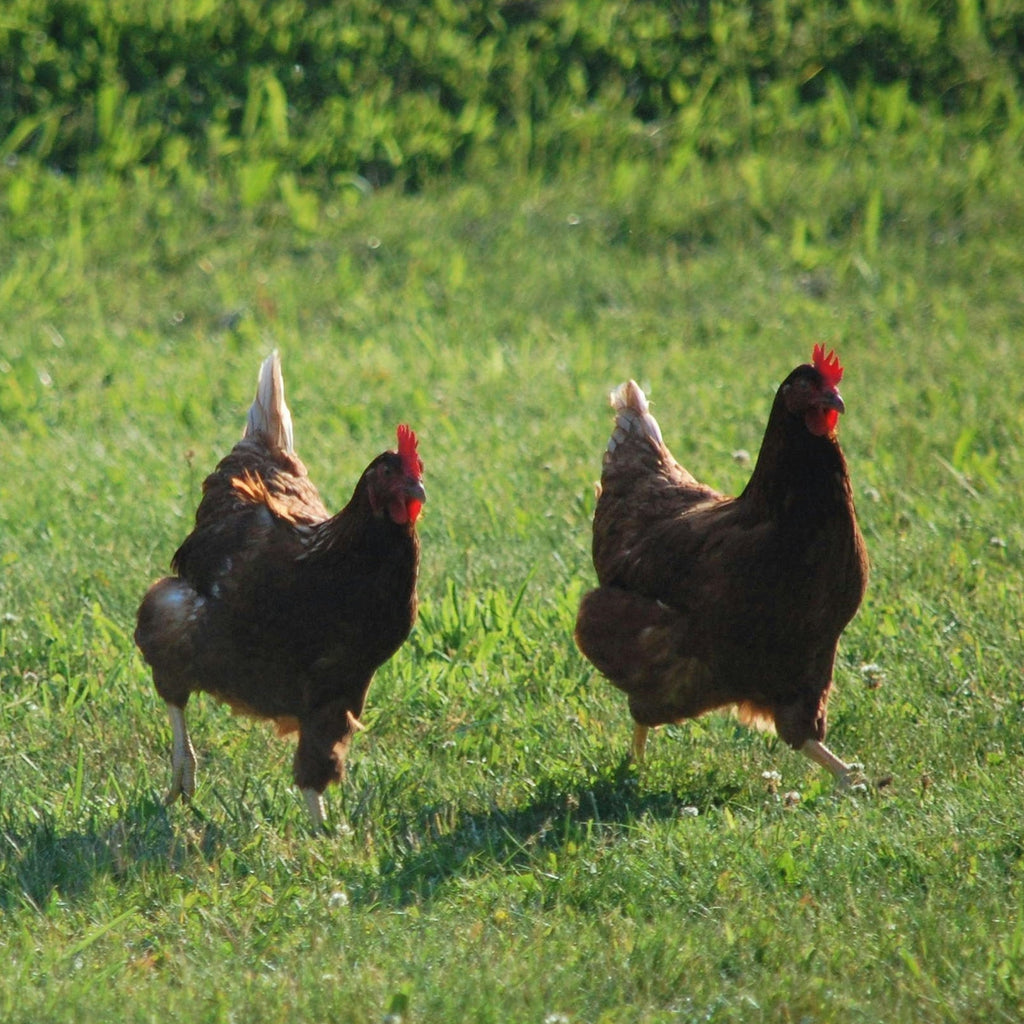Four chickens walking on a grassy field