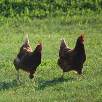 Four chickens walking on a grassy field